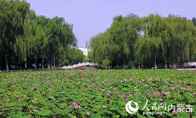 烏海市人民公園一景。烏海市委宣傳部供圖