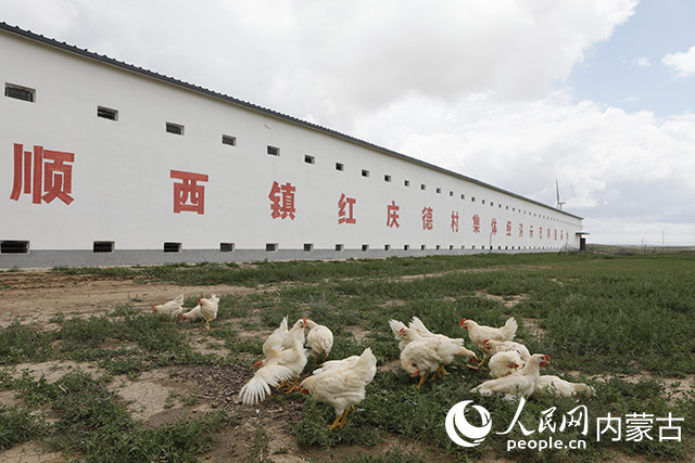 芪林雞養(yǎng)殖基地。受訪單位供圖