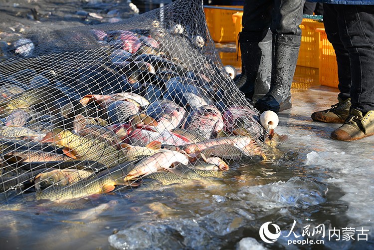 收獲的魚。 實習生 李子薈攝