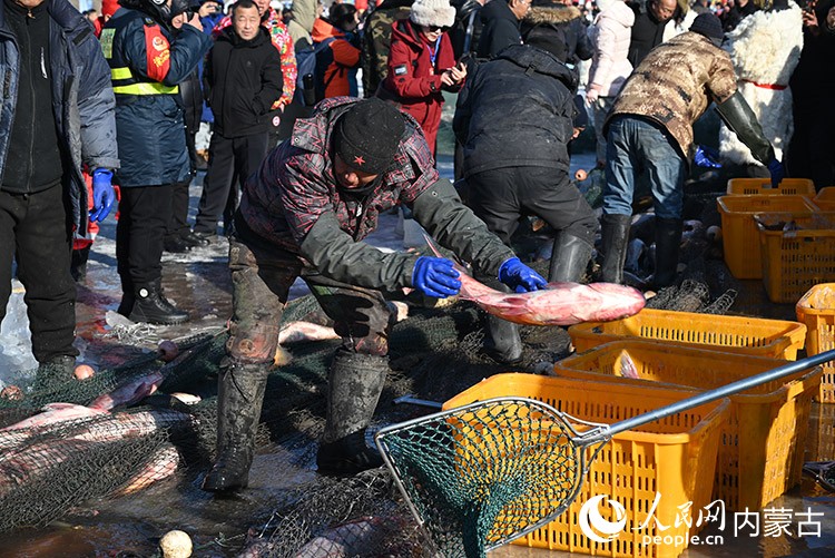 捕魚隊員將捕撈的魚放入箱內(nèi)。 實習生 李子薈攝