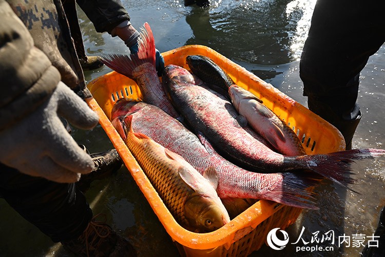 收獲的魚。 實習生 李子薈攝